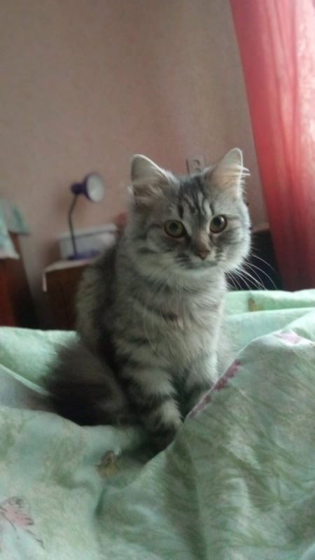 � ������ ���������� ���������� �����
