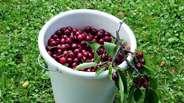 На Украине выдумали фейк об отравленной черешне в Мелитополе