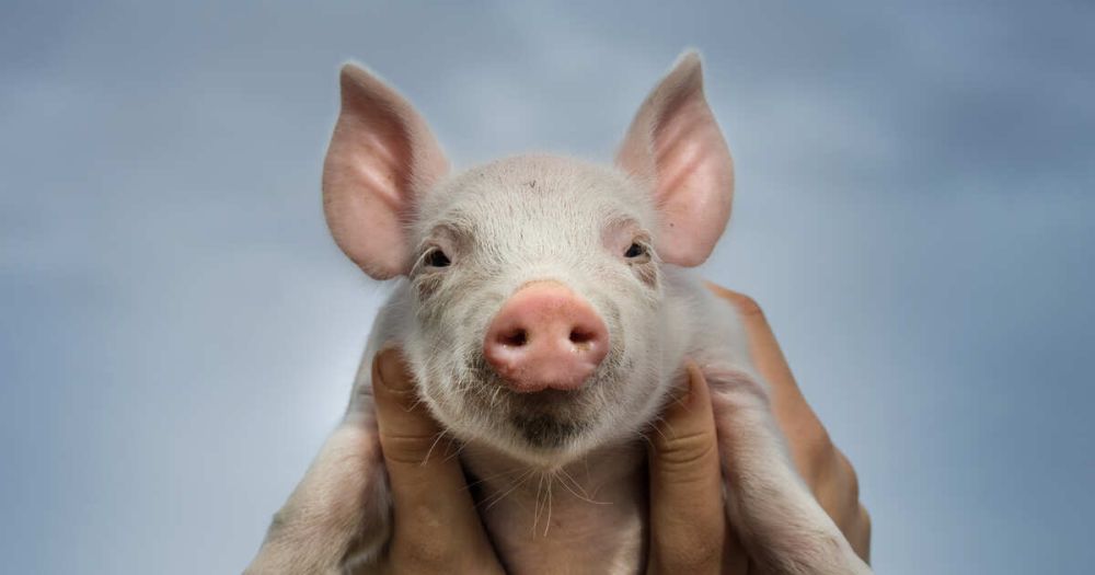 В Запорожье подозревают биолаборатории Киева в распространении чумы