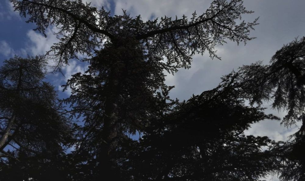 ��� ���������� ���� �������� ����������� �������