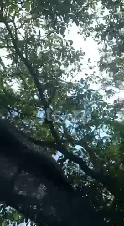 ��� ���������� ������� �������� ���. �������� � �������