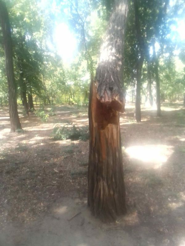 Коммунальными службами города демонтировано аварийное дерево в "Экопарке" на проспекте Богдана Хмельницкого после обращений в соцсетях