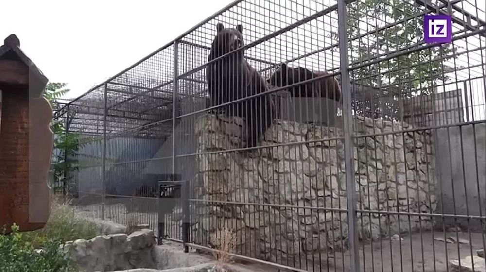 ����� ������������ ������ �������� � ������ ���������� ����������� ������� �������� ��� 20 ���. ��� �������� � ����, ��� ��� ����������� ��������� ��������� ������� ������ ������ ����