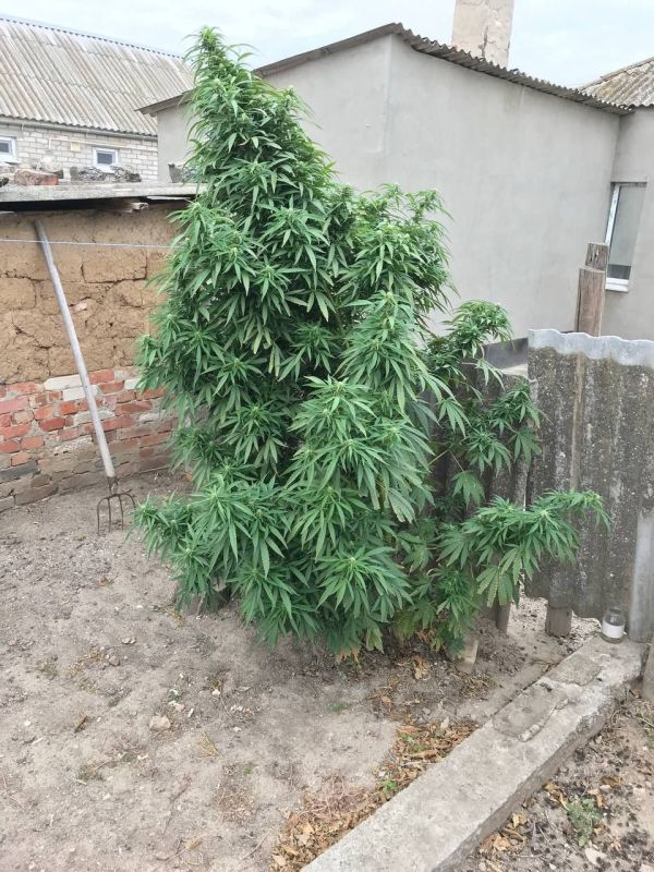 � ���������� ������ ������������ �������� ������ ����������