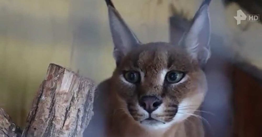 ��������� ���� � ������� ����� ����� � ����������� "������� ��������"