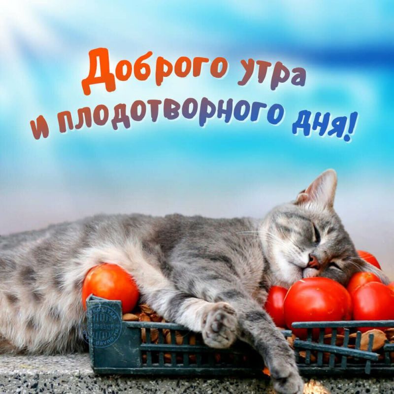 ���� ������� ����