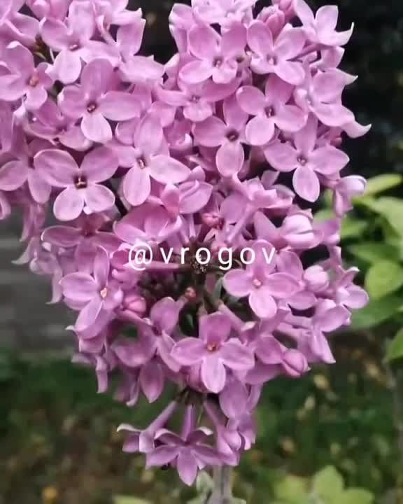 �������� �����: ���� ������� �������� ������������� ����������� ����� � �������