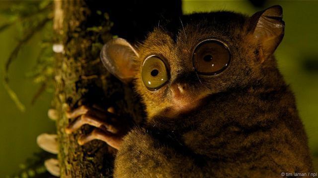 ������� ��������������� �������� ������� ������ ���������