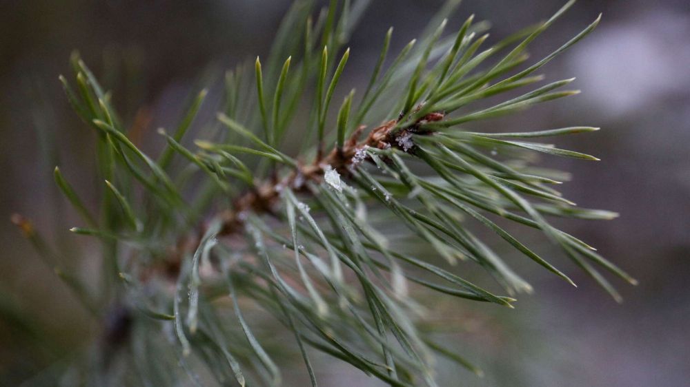 ����� ��� � ������������ ����: ���� � ���������� ������� � 19 �������