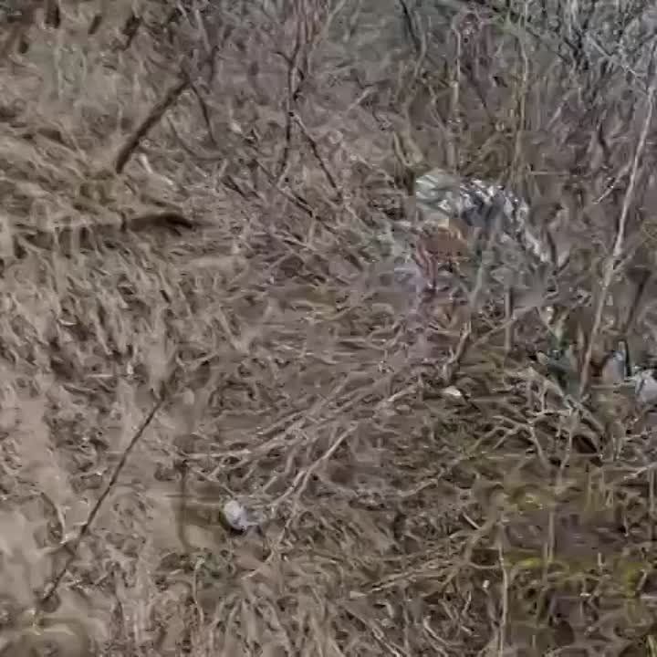 ����������� �����������