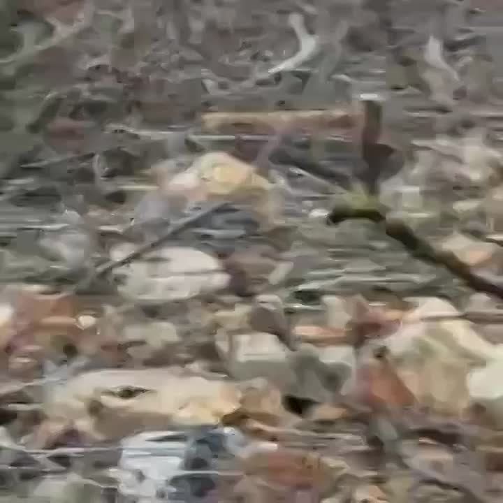 ������� ���������: "��, ���������! ���������!..."