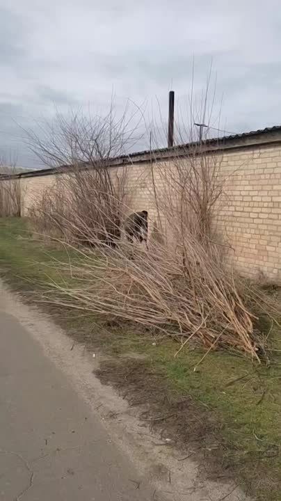 ����������� ��� "����������������" �������� ������ �� ���������� ������������ �������������