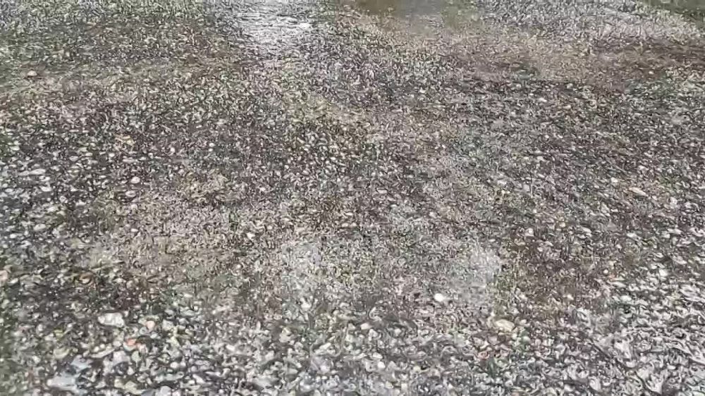 �������� �� �������� ���������� ������������� ����������� ����������������-���������� ���������� ��������� ���� ������