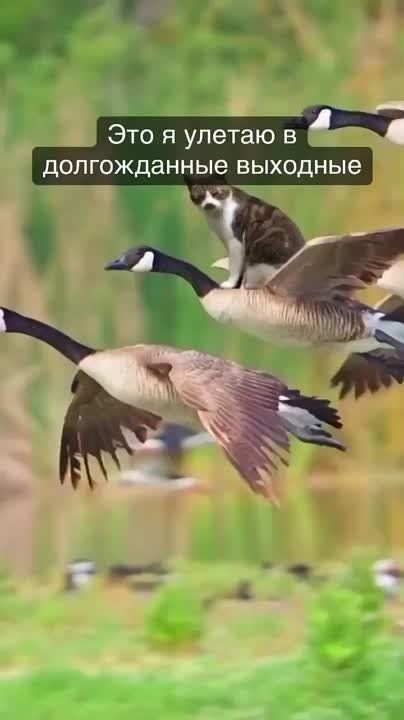��� ��� ������� � ��������