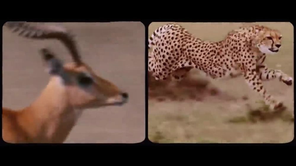 Tame Impala � Thundercat ��������� ���������� ����� �No More Lies�