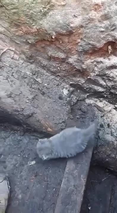 ���� ����� � ������ ���� ��������� ��������� ��������������, ������������� �������� ���� ������ ����������