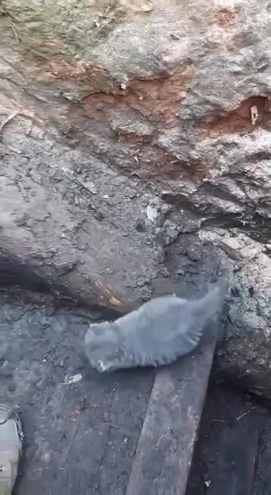������������ ���������� ������������ �������������, ������������� �������� ���������� � ������