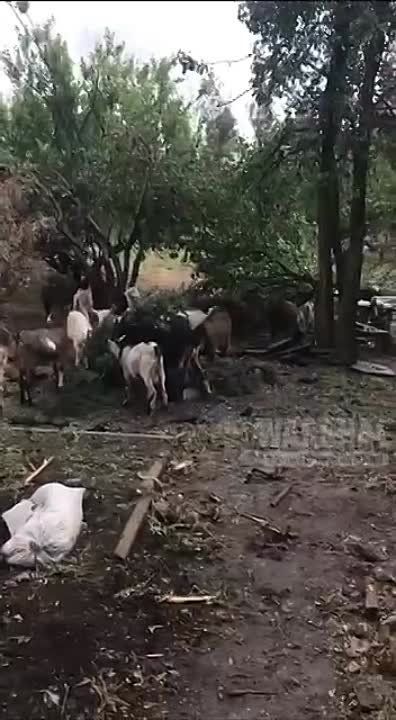 ������� �������������� ��� ��������� ���������� "����"