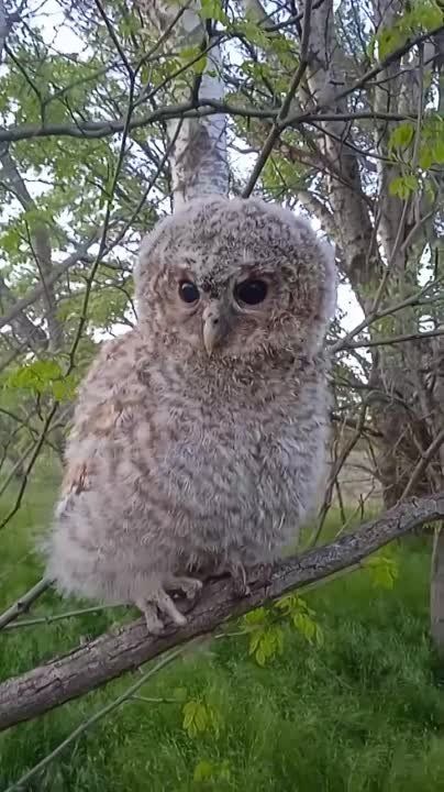 Милоты вам в ленту. Кошки были, собаки были, белки и черепахи, даже енот есть у наших бойцов (которого покрали)