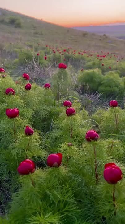 ������� ������ �� 15 ���