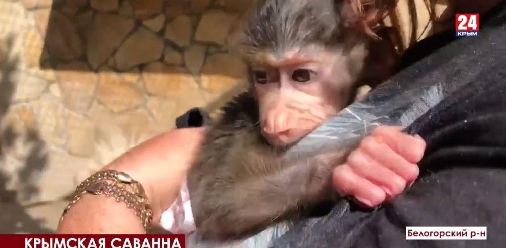 В крымском сафари-парке беби-бум: у животных, которые временно прибыли из новых регионов РФ, появилось потомство