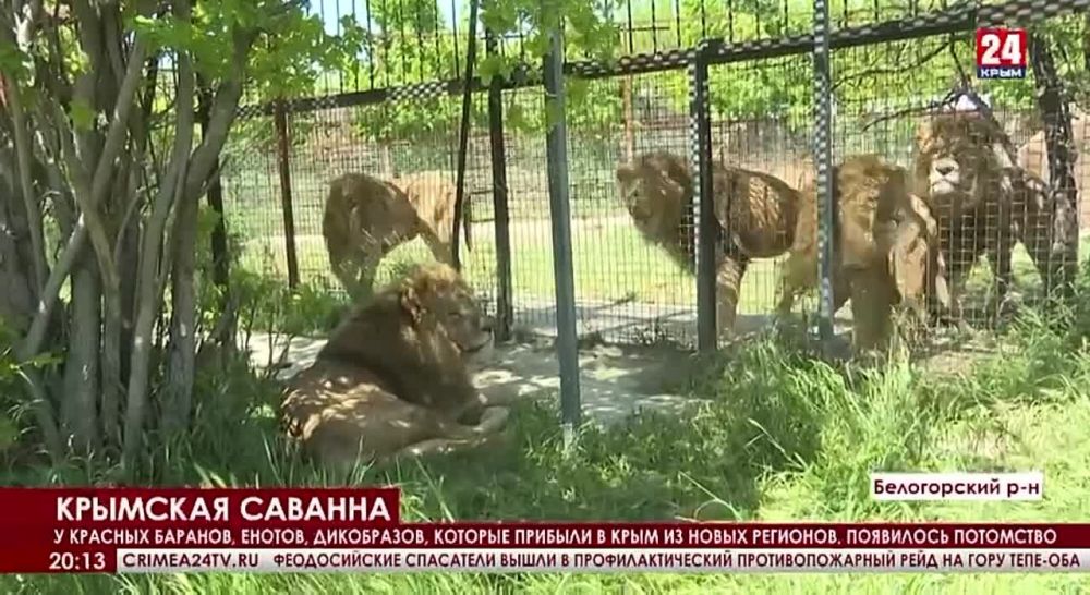 В крымском сафари-парке беби-бум: у животных, которые временно прибыли из новых регионов РФ, появилось потомство