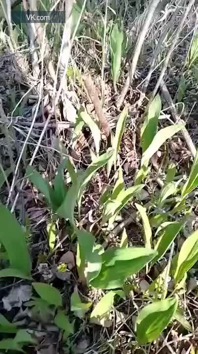 ����������? � �������� ����� ���������?�: ������������ ��������� � ��������� �� ����� ����� ������
