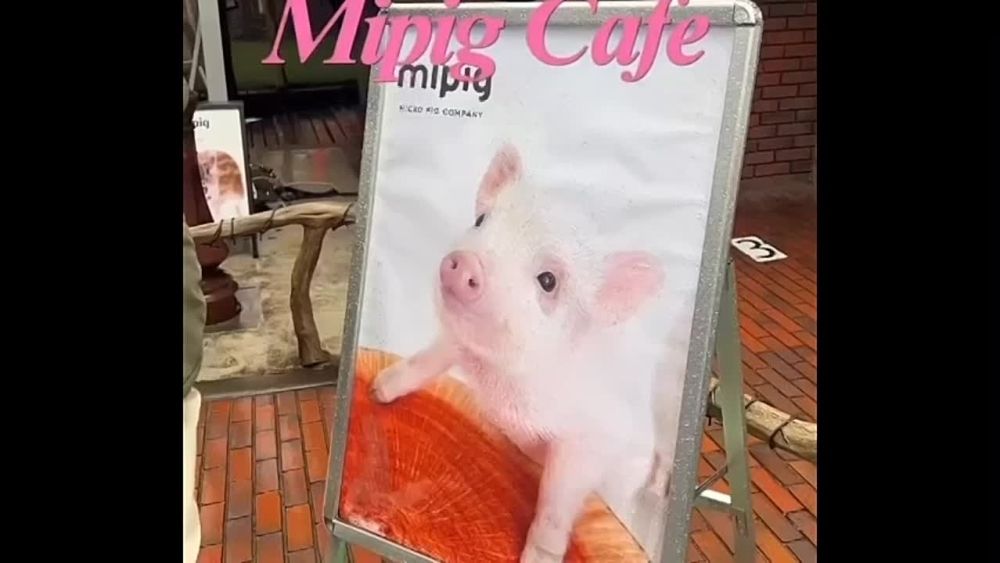 Кафе с енотами — прошлый век: в Японии набирают популярность заведения, где можно провести время с минипигами