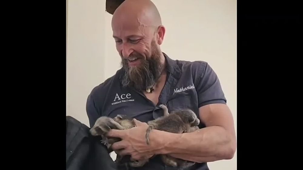 Уникальные кадры дикой природы: теперь вы знаете, откуда берутся еноты