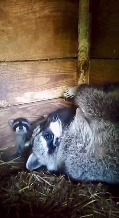 В парке Горького в живом уголке родились маленькие еноты