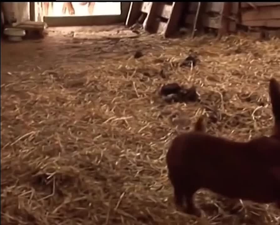 ����������� ������� ������