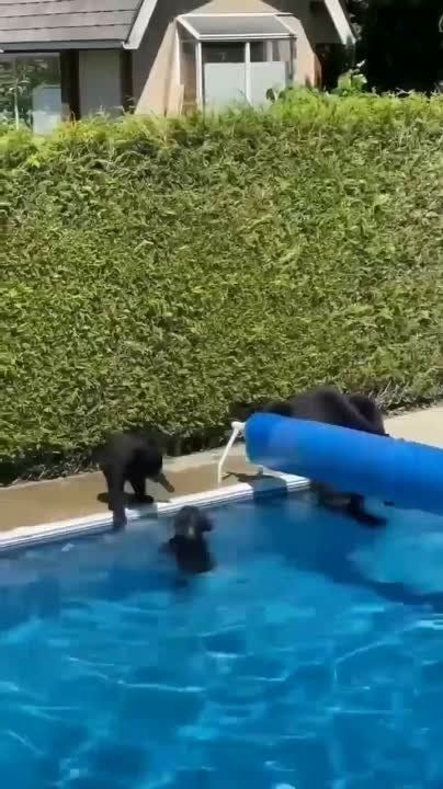 ��� ����� ����������� �����, ������� �������