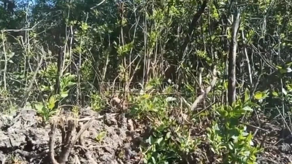 ��� � ����� ������ ��������� ������� �������� ���, ���������� �� ����������� ������