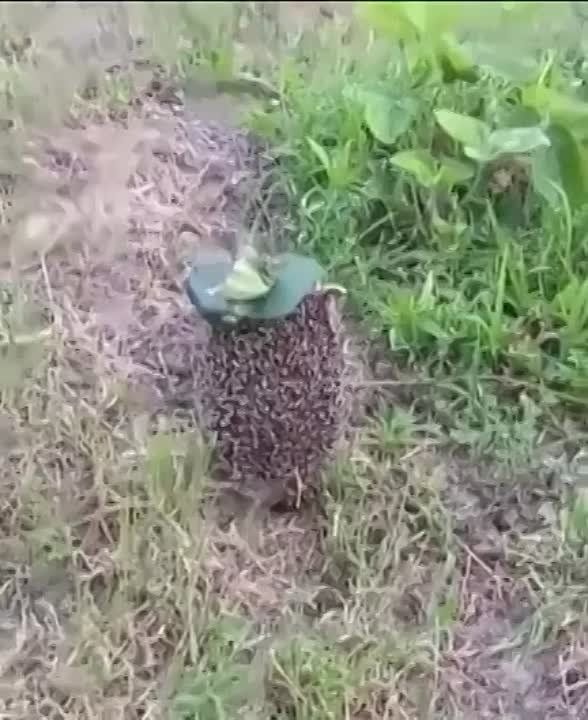 � ����������� ���� ����� ��������������� ���
