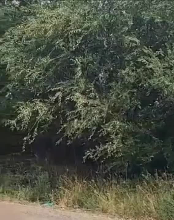 �������� ���� Bergepanzer 3 ���������� �������� �� ���� Leopard 2A6, ����������� � ���� ���������������� � ����������� �������