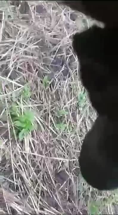 Юрий Котенок: Русские бойцы осматривают трофеи и уничтоженную на Запорожском направлении технику, в том числе "Леопард" и "Бредли"