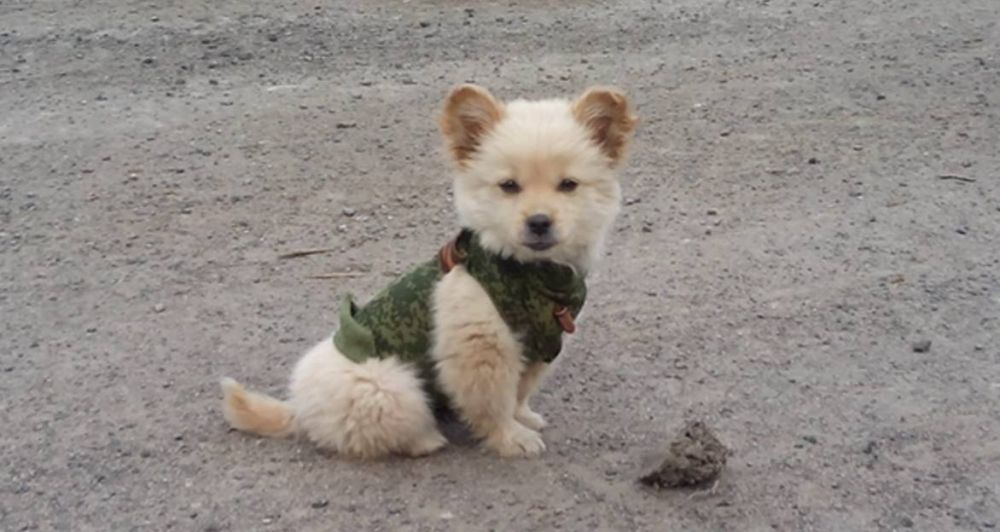 �������. @rosich_ru