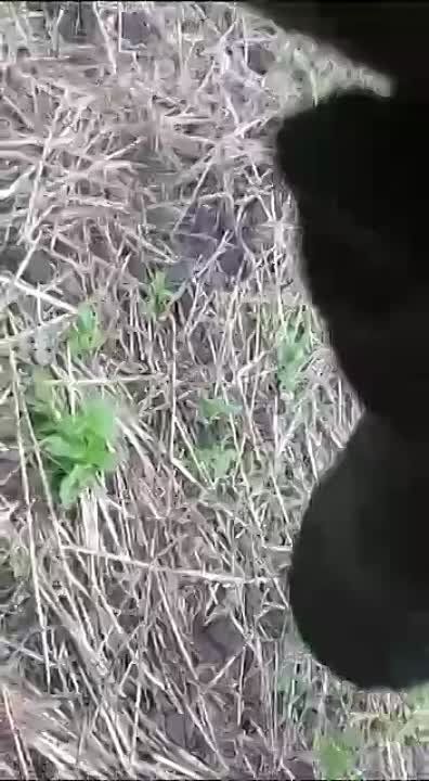 Андрей Руденко: Наши бойцы показывают Запорожские поля усыпанные трупами украинских солдат и западной техникой