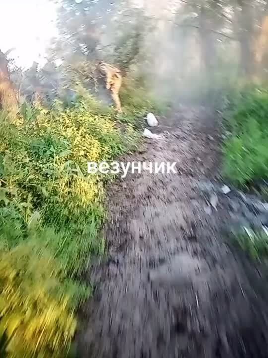 ������ ����� �� ������� ���