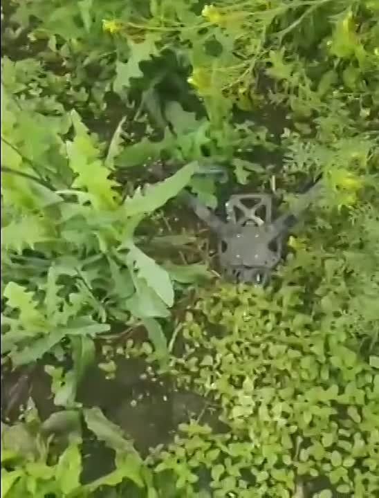 ������� ������ ������ �����