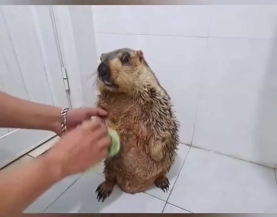 ���������� �� �������� � ���������, ��� ����� ���� � ����� ���������� ����