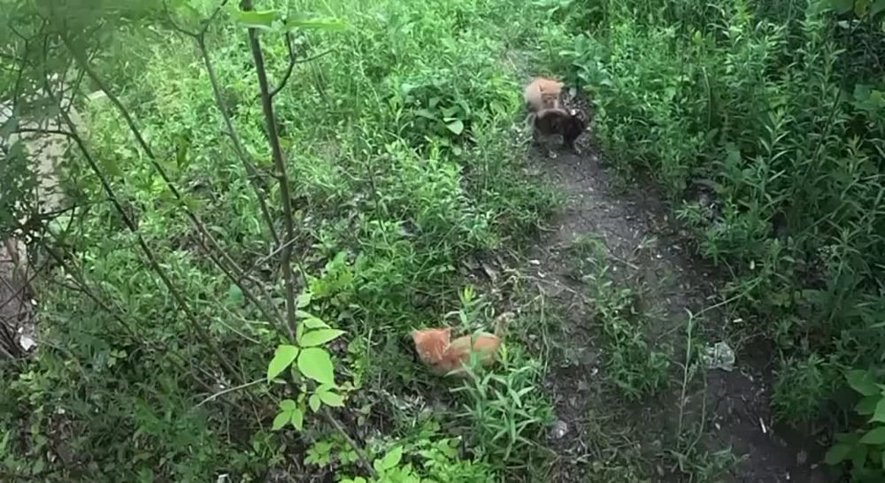 ������ ��� � �����. ����� �����-���� �� ����� ������������� ���������� ��������� � �������. �� �������� �������, ���������...