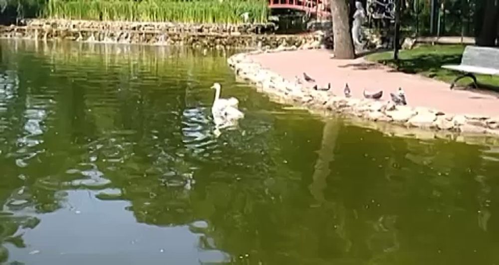 � ���� �������� ��������� ������