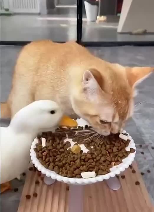 ������ ������: ������ ����! ���������� � ����� �� ������, ������� �����