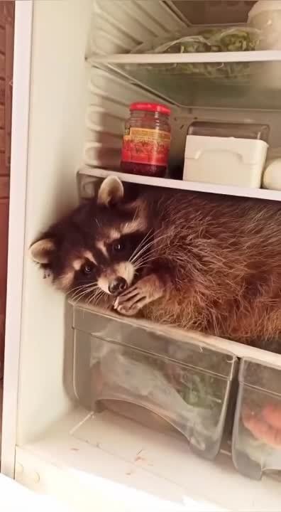 ������ ������: ������ ��������� �� ����, ��� �����