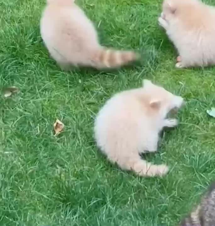 Видео дня: девушка из США увидела у себя на заднем дворе маму-енота сразу с тремя детенышами-альбиносами