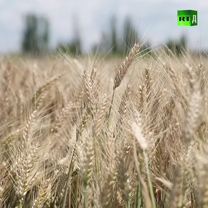 � ����� �������� �������� ������� ������