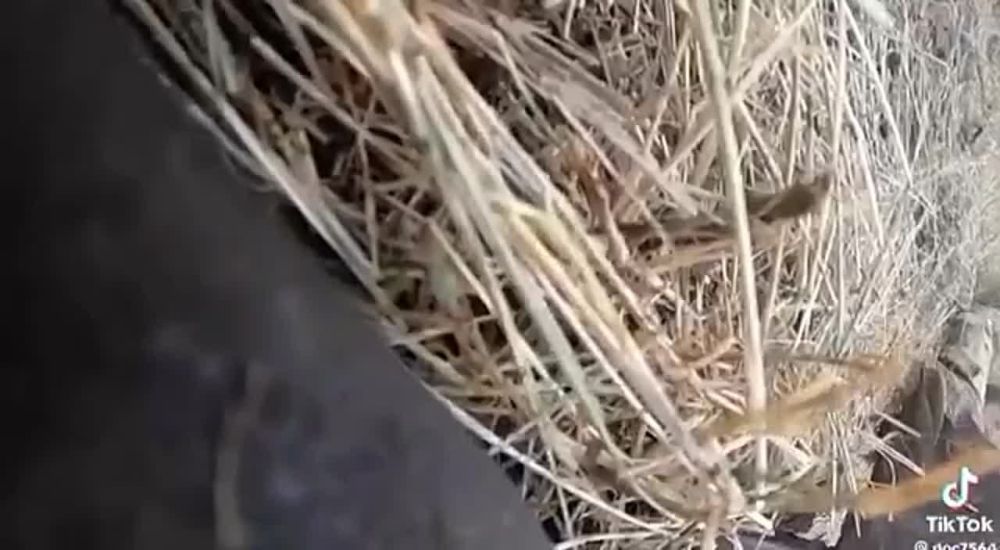 Андрей Руденко: Они приехали пострелять по русским но, что-то пошло не так