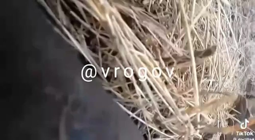 �������� �����: ��� � ��� � ����� �����, ��� ��� ����������� ������� � ��� �� ������ ��������