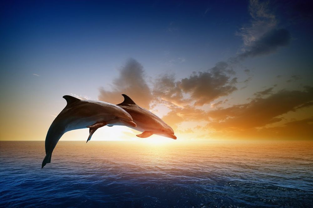 �������� 23 ���� ���������� ��������� ���� ����� � ��������� (World Whale and Dolphin Day)